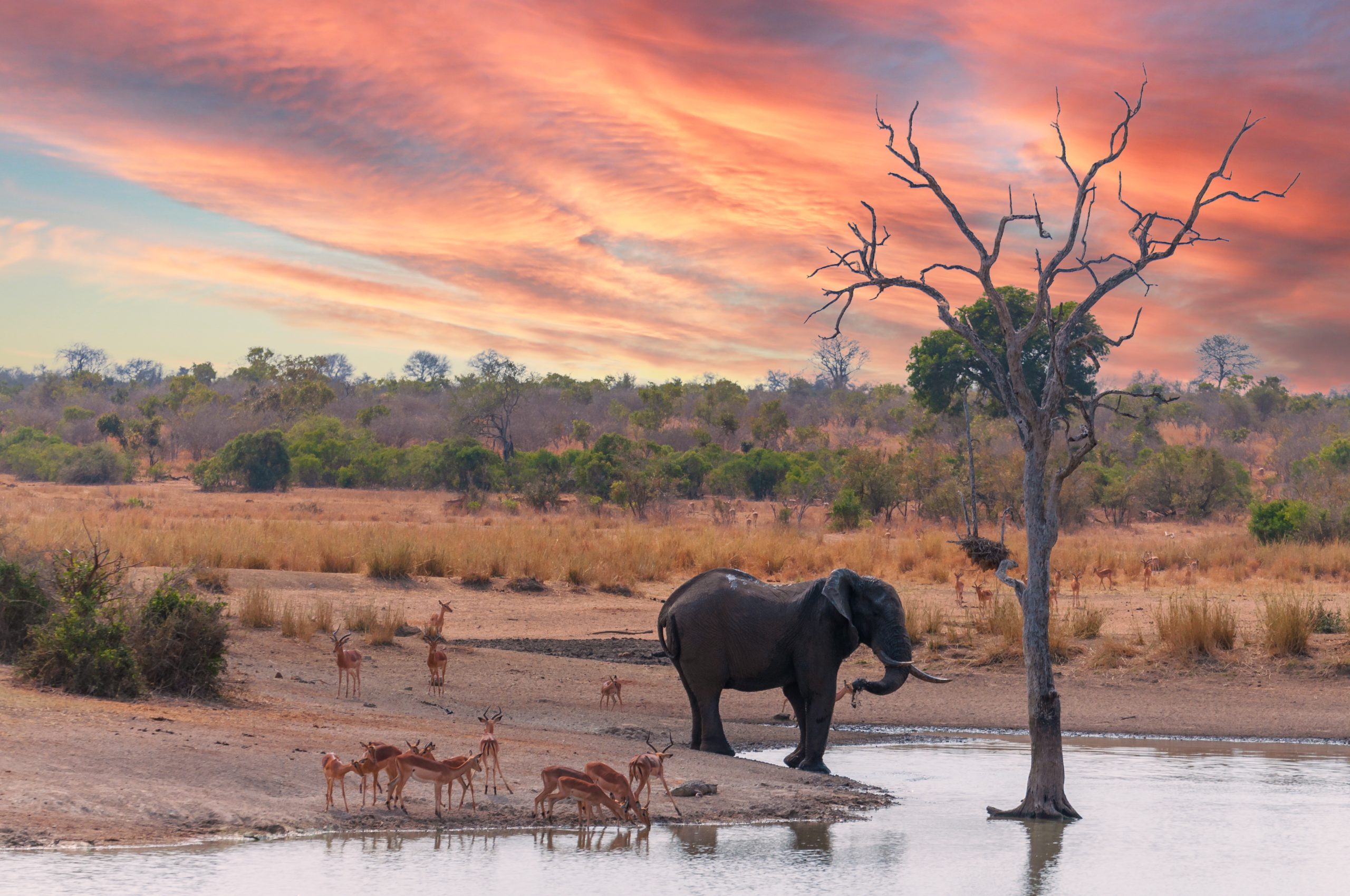 19 Savanna Facts: Exploring The Unique Ecosystem And Wildlife Of The ... intended for 2 Zebras Wall Art, 24"X24"