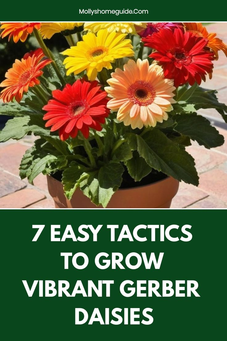 7 Easy Tactics To Grow Vibrant Gerber Daisies | Growing Gerbera Daisy ... with regard to Why Your Gerber Daisies Keep Dropping and How to Fix Them for Good