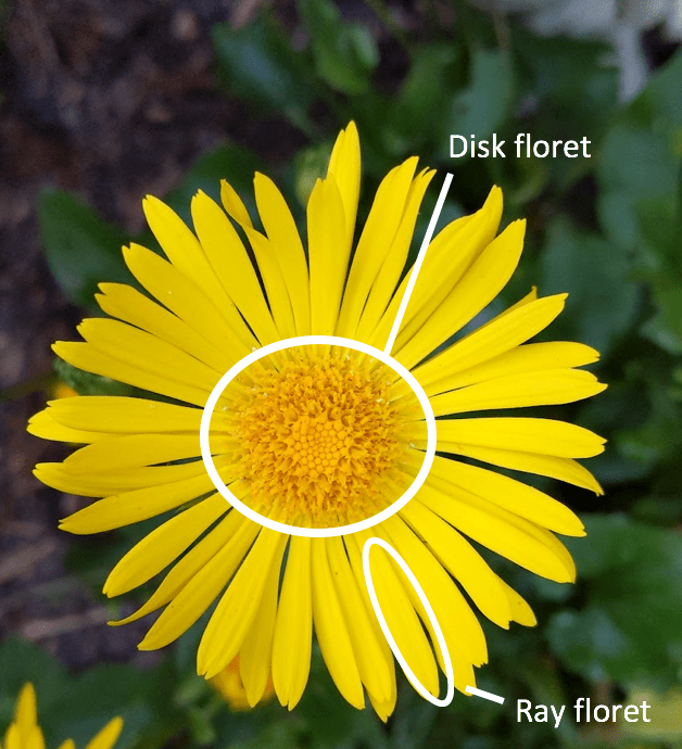 An Introduction To The Daisy Family (Asteraceae) intended for Red Abstract Fractal Flower Spiral, Flower Disc Metal Artwork, 11"