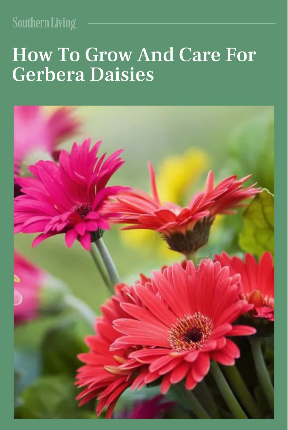 Best 13 How To Grow And Care For Gerbera Daisies – Artofit in Why Your Gerber Daisies Keep Dropping and How to Fix Them for Good