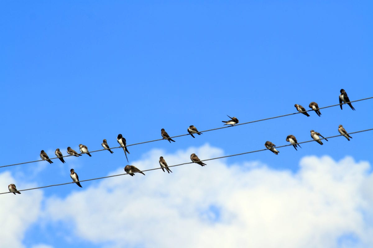 Birds On A Wire, Iterations, And Change | Kathleen Allen intended for Why the Birds on a Wire IV Piece Remains a Timeless Interior Accent in 2026