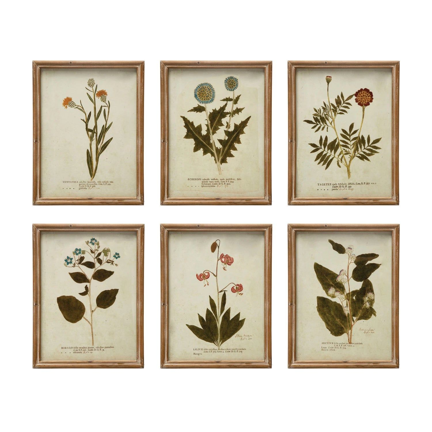 Botanical Wood Framed Glass Wall Décor, Multi Color, 6 Style Options ... throughout What Makes Framed Botanical Prints Such an Enduring Choice for Minimalist Decor