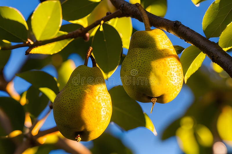 Captivating Close-Up: Ripe Golden Pears Bathed In Sunset S Warm Glow ... intended for Golden Pears, Wall Tapestry, 32"X32"