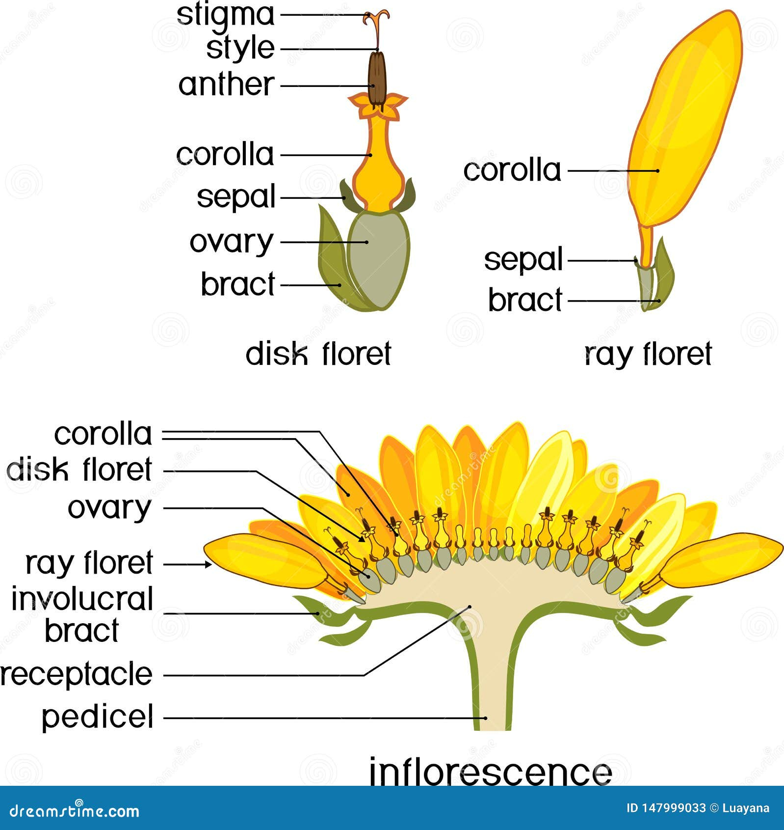 Drawing Our Sunflower! – キッズドリーム幼児園 with regard to Why the Eleven Inch Flower Disc is Becoming a Modern Design Staple
