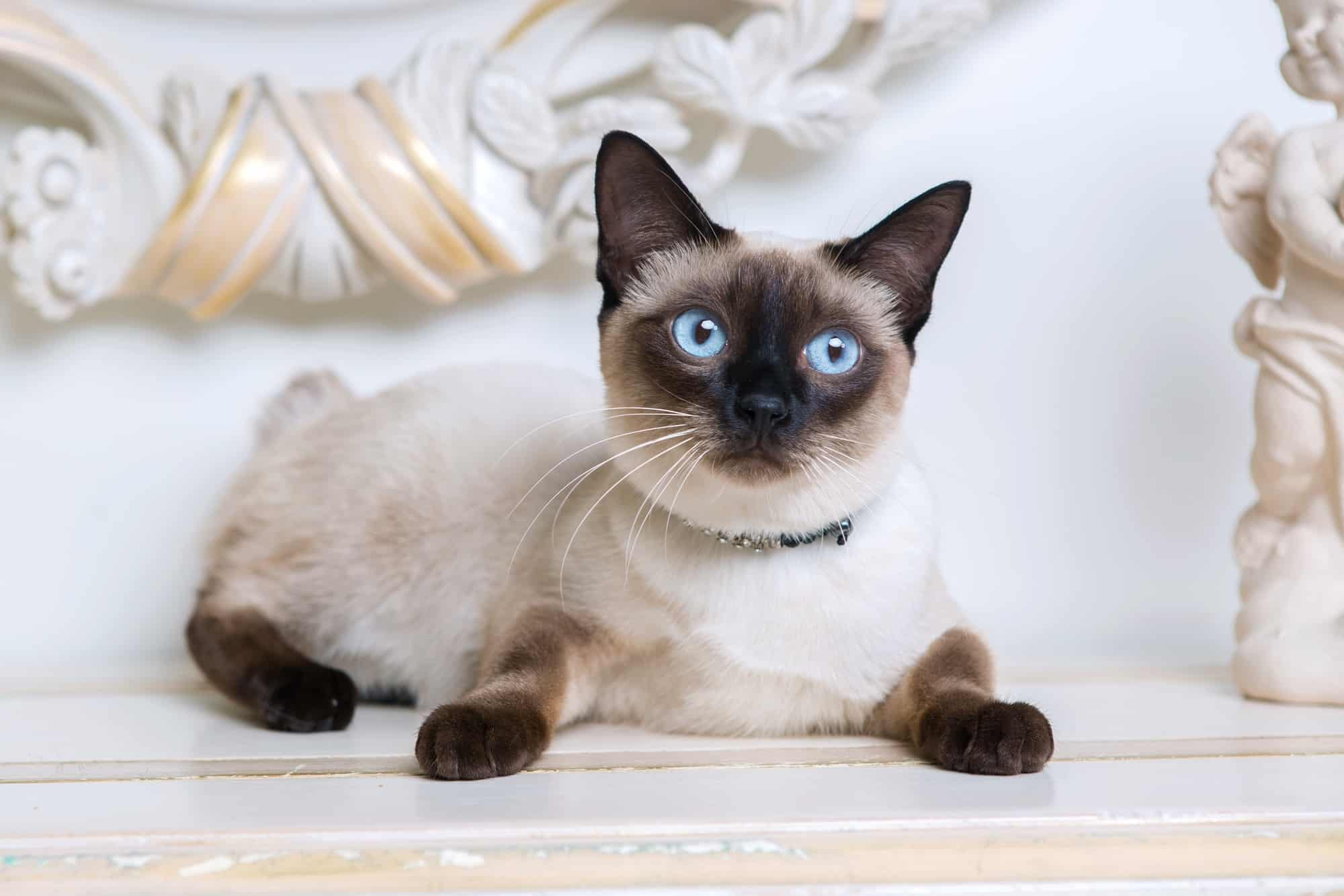 Fascinating Facts About Siamese Cats, 51% Off in 1. The Deep Resonance of USN Brass Bells Their Enduring Legacy Aboard