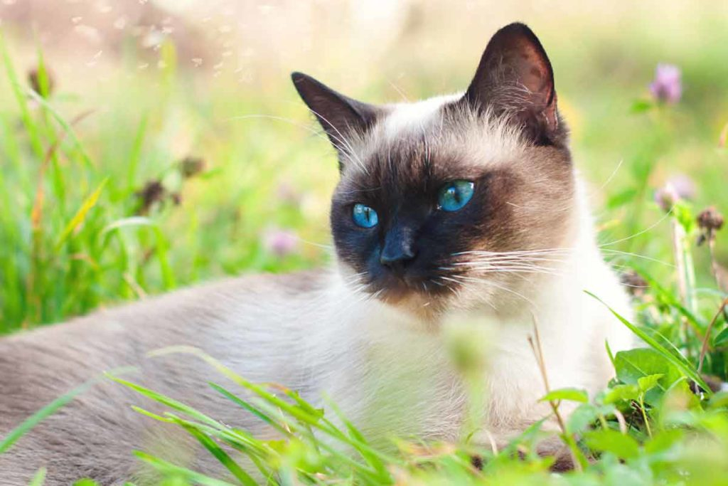 Feline Breed Profile: Siamese Cats | Ellevet Sciences in U.s.n. Brass Bell With Bracket