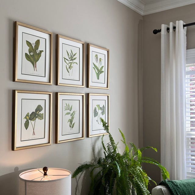 Framed Botanical Prints -Set Of 6-1978 Wild Flower Prints | Chairish with Ginkgo Botanic Framed Wall Art
