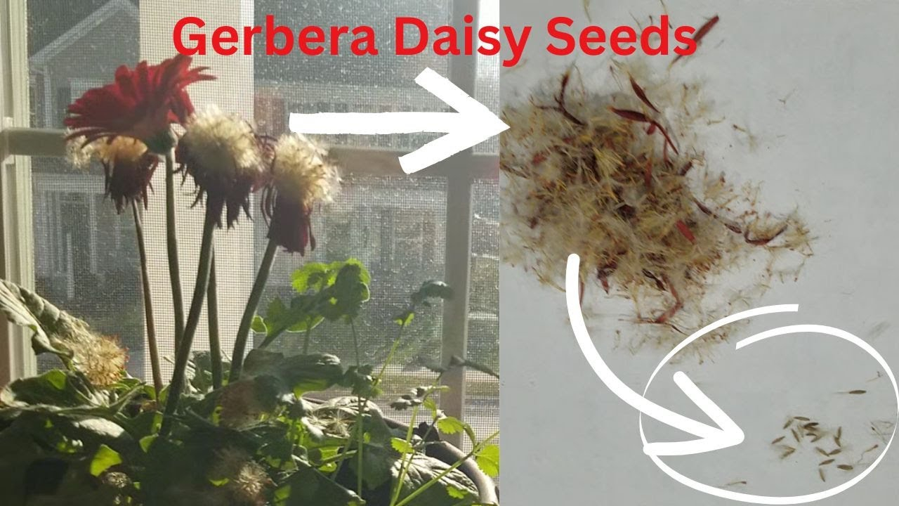 Gerber Daisy Seeds Gathering How To Collect Flower Seeds For Planting in Gerber Daisy