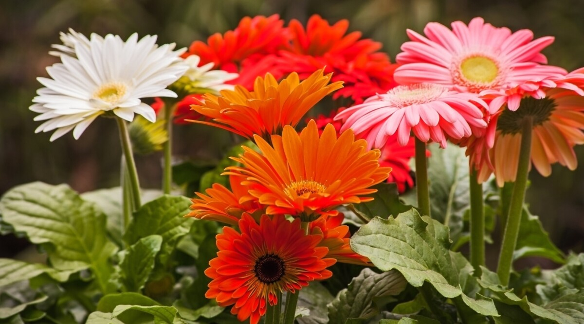 Gerbera Daisy Garden inside Gerber Daisy