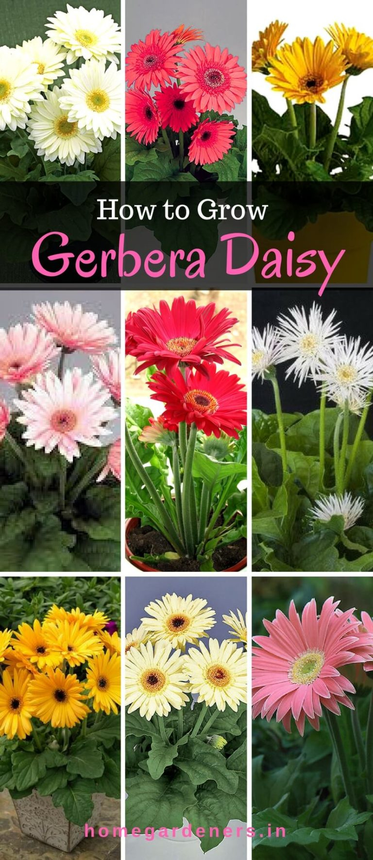 Gerbera Daisy Guide - The Only Gerbera Daisy Resources You Will Ever ... pertaining to Gerber Daisy