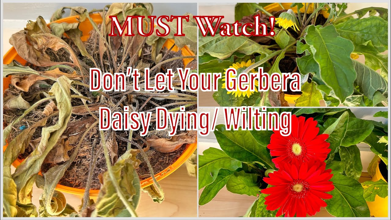 Gerbera Daisy Keeps Wilting At Shawn Keim Blog in Why Your Gerber Daisies Keep Dropping and How to Fix Them for Good