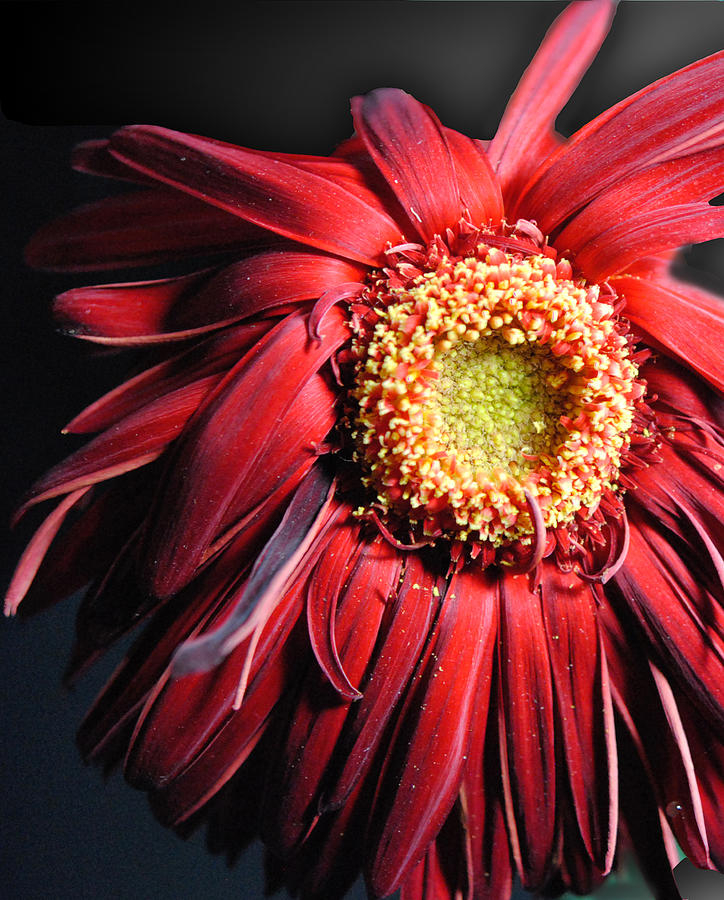 Gerbera Daisy Keeps Wilting At Shawn Keim Blog pertaining to Why Your Gerber Daisies Keep Dropping and How to Fix Them for Good