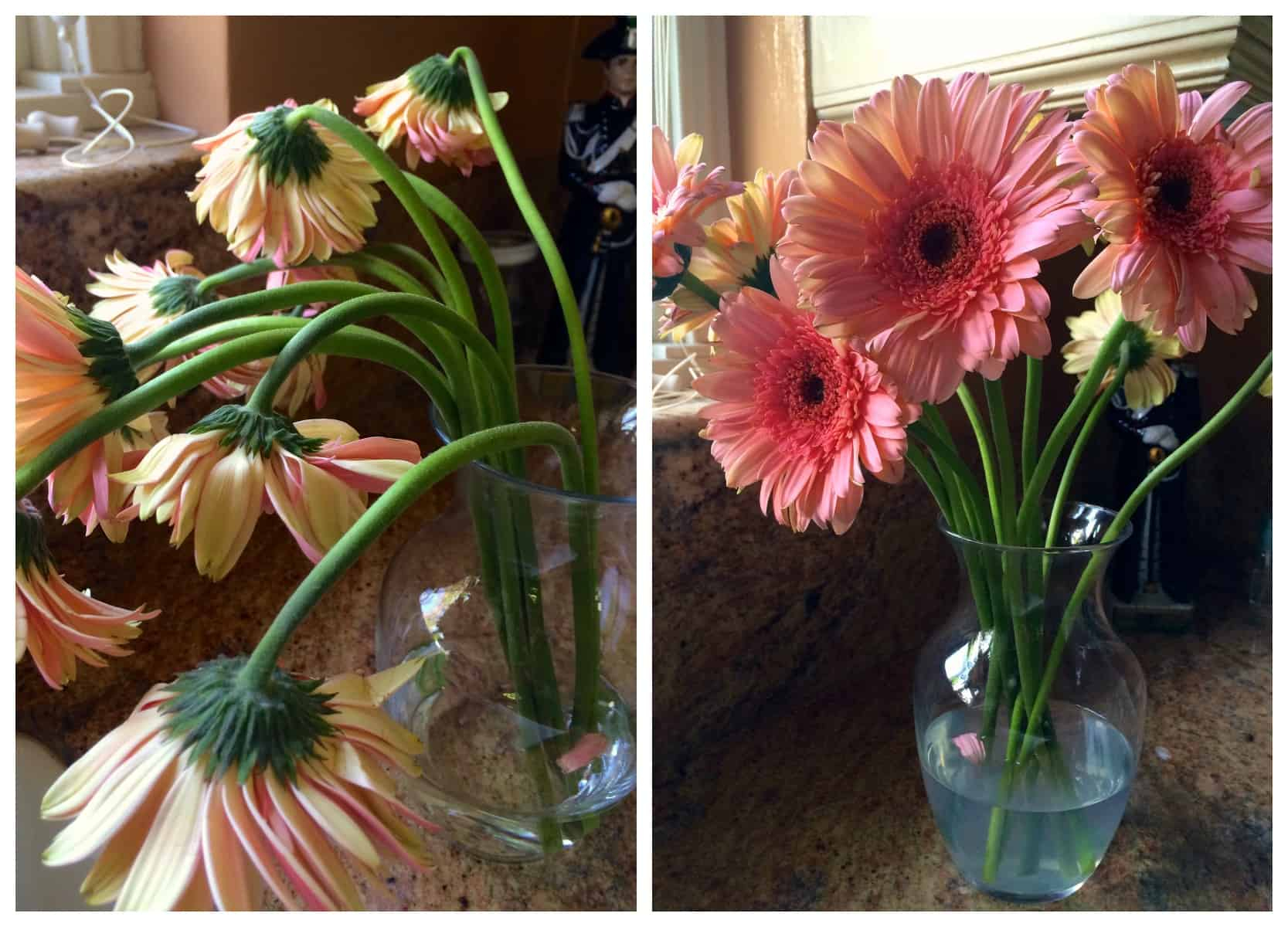 Why Your Gerber Daisies Keep Dropping and How to Fix Them for Good
