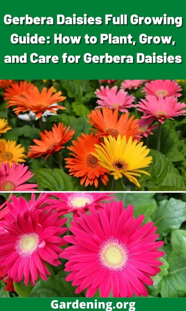 How To Prune Gerbera Daisy Flowers At Blanche Carter Blog within Gerber Daisy