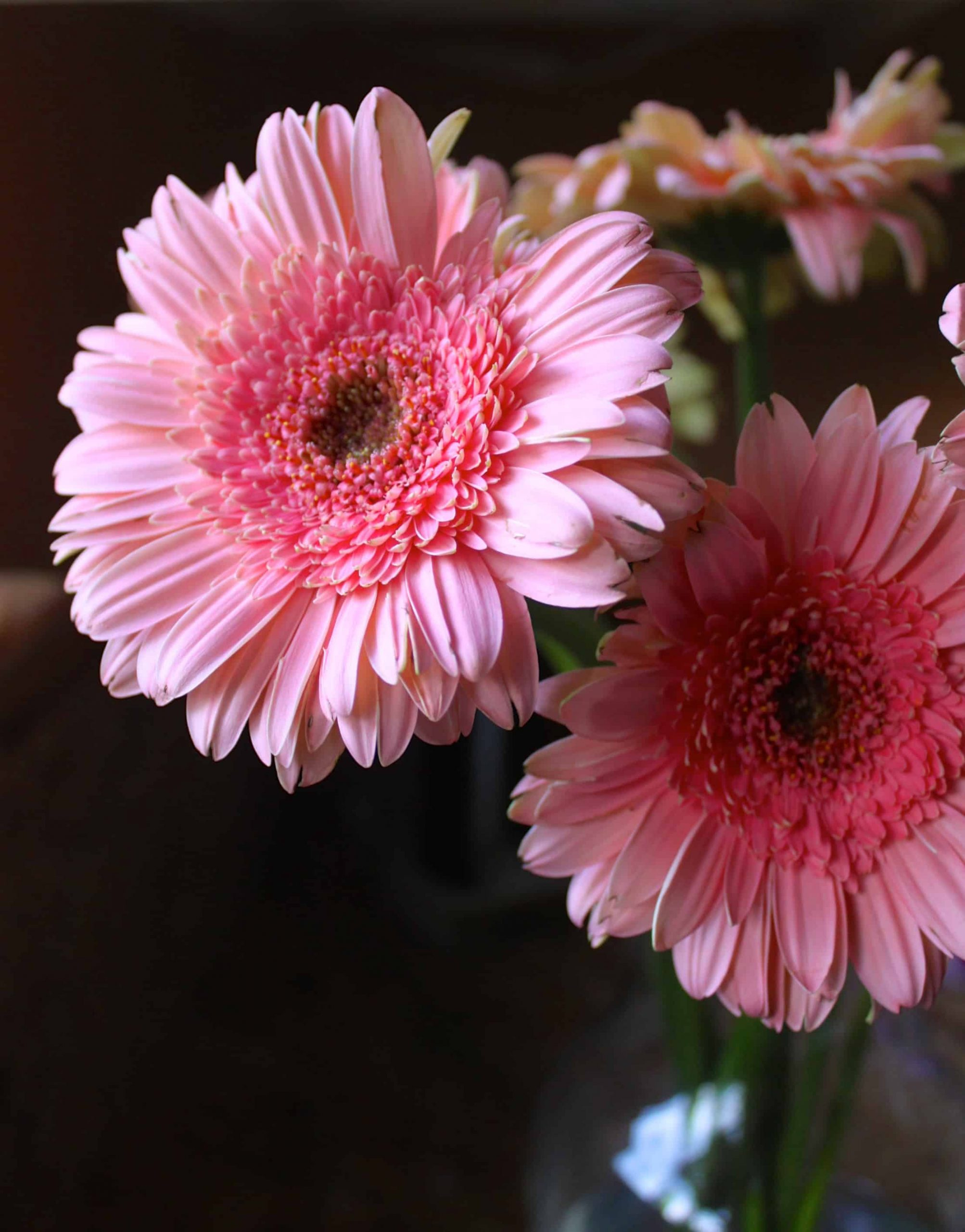 How To Revive Gerbera Daisies - Authentic Italian & Scottish Recipes ... pertaining to Why Your Gerber Daisies Keep Dropping and How to Fix Them for Good
