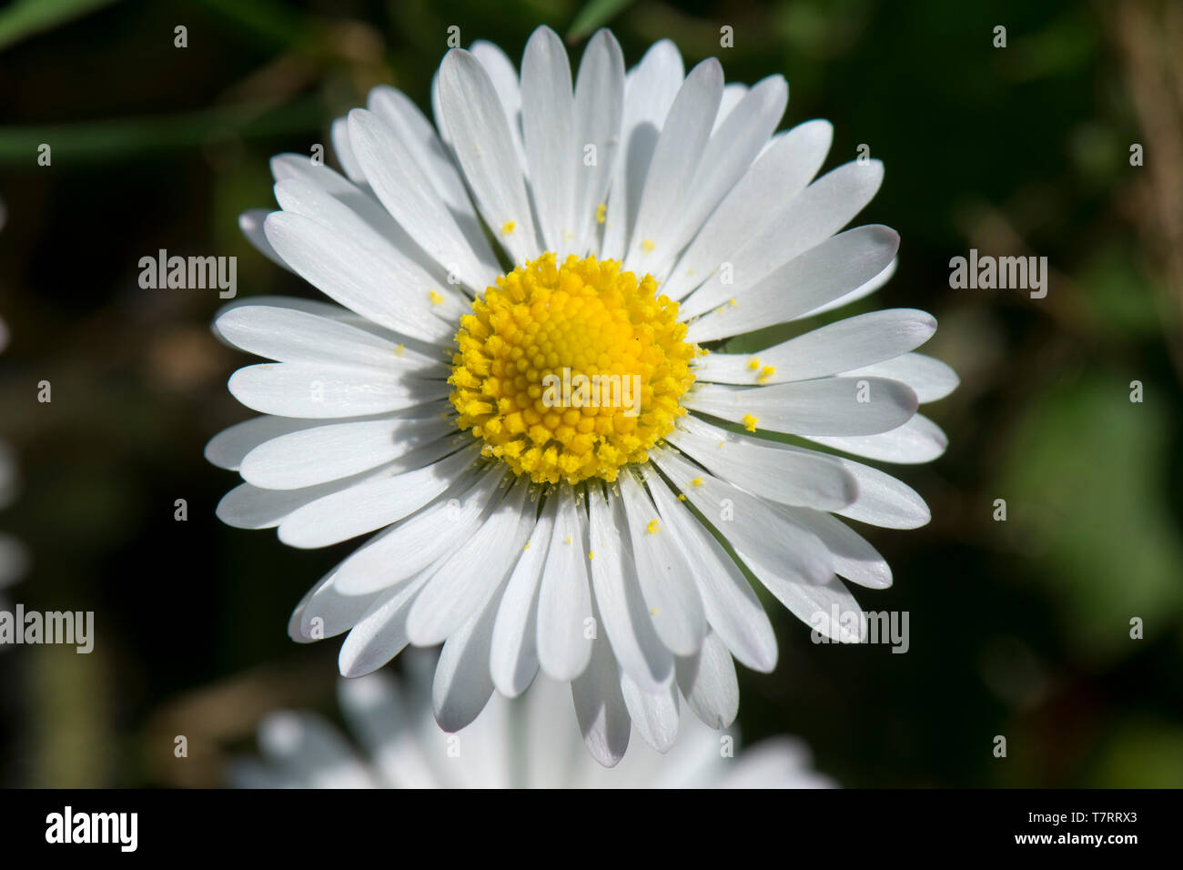 Male Disk Flowers in Why the Eleven Inch Flower Disc is Becoming a Modern Design Staple