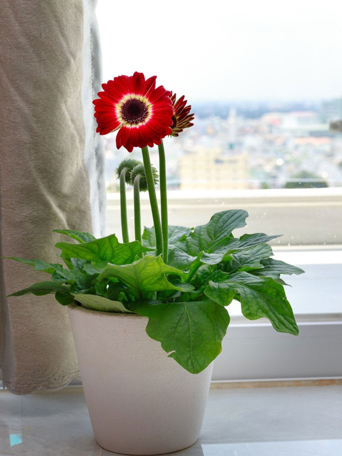Overwintering Potted Gerberas – What To Do With Gerbera Daisies In ... in Gerber Daisy