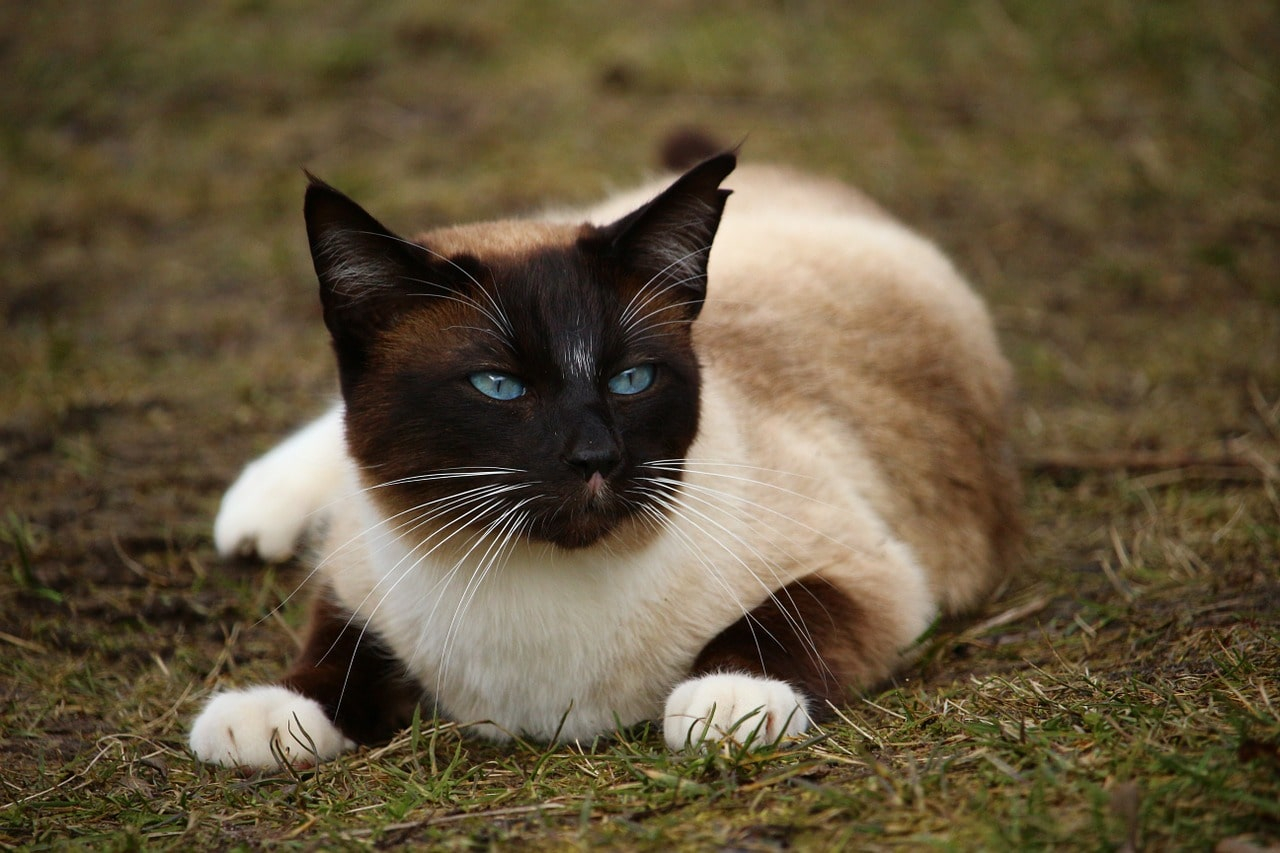 Traditional Siamese Cat: Personality, Care And Training within U.s.n. Brass Bell With Bracket