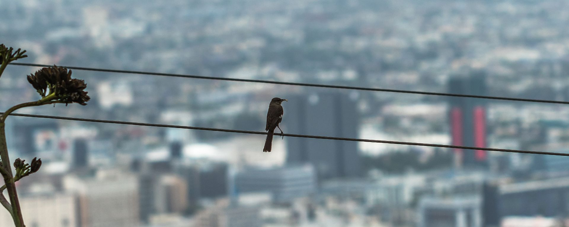 Why Can Birds Sit Safely On Power Lines? | Energized By Edison within Why the Birds on a Wire IV Piece Remains a Timeless Interior Accent in 2026