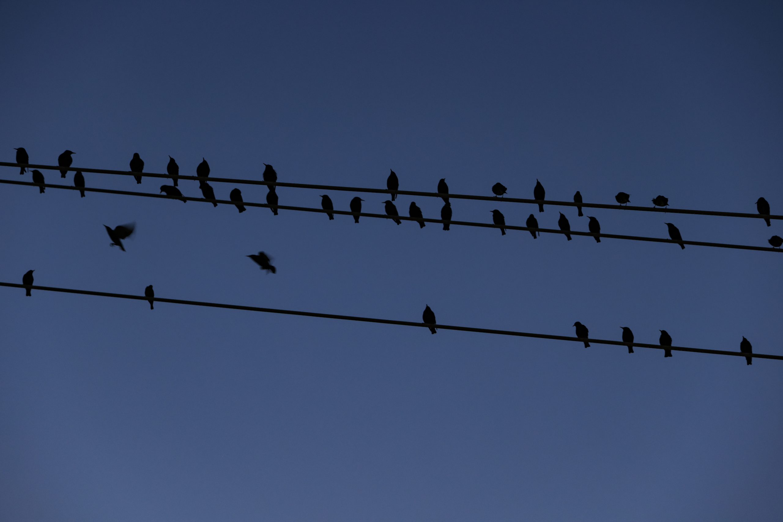 Why Do Birds Line Up On Power Lines – Uukamv in Yosemite Home Decor Birds On A Wire Iv Decorative Art
