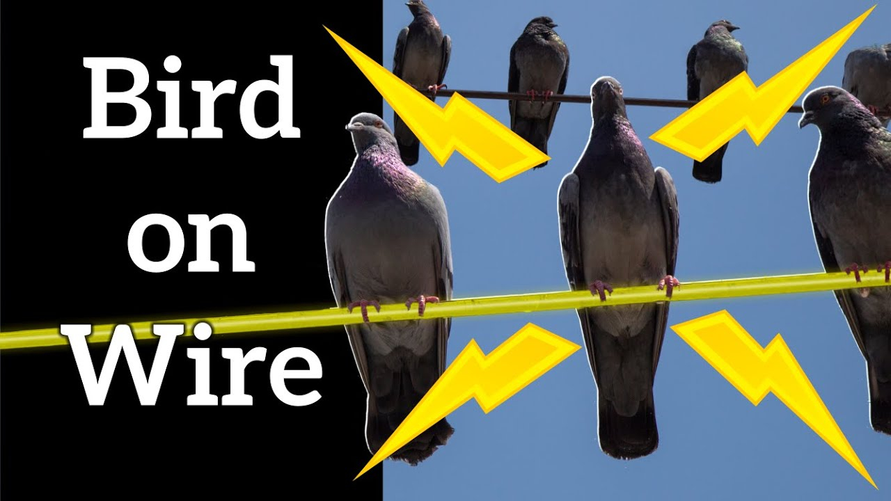 Why Do Birds Sit On Each Other At Mary Settle Blog pertaining to Why the Birds on a Wire IV Piece Remains a Timeless Interior Accent in 2026