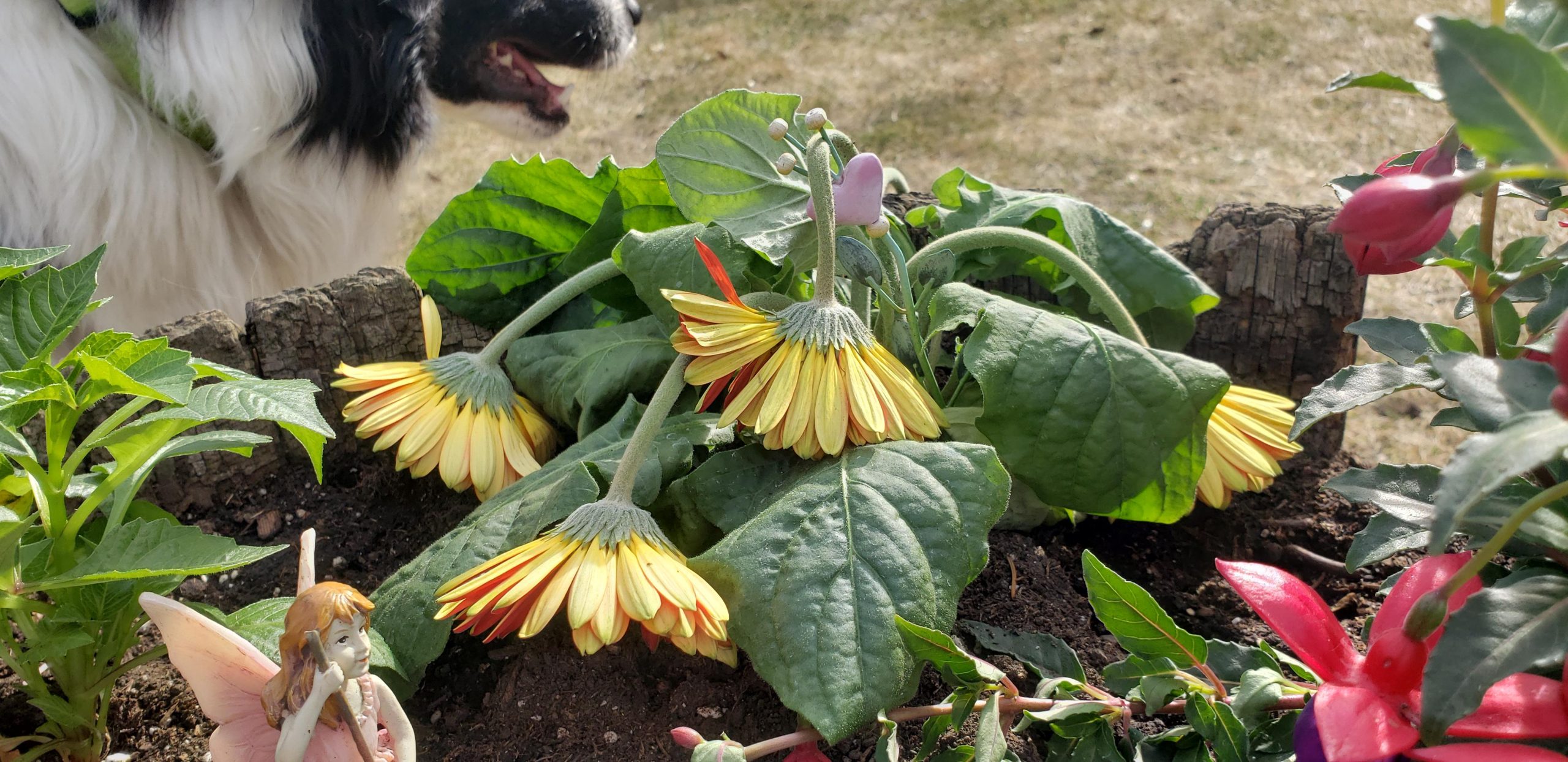 Why Is My Gerbera Daisy Plant Drooping At Maria Perla Blog intended for Gerber Daisy