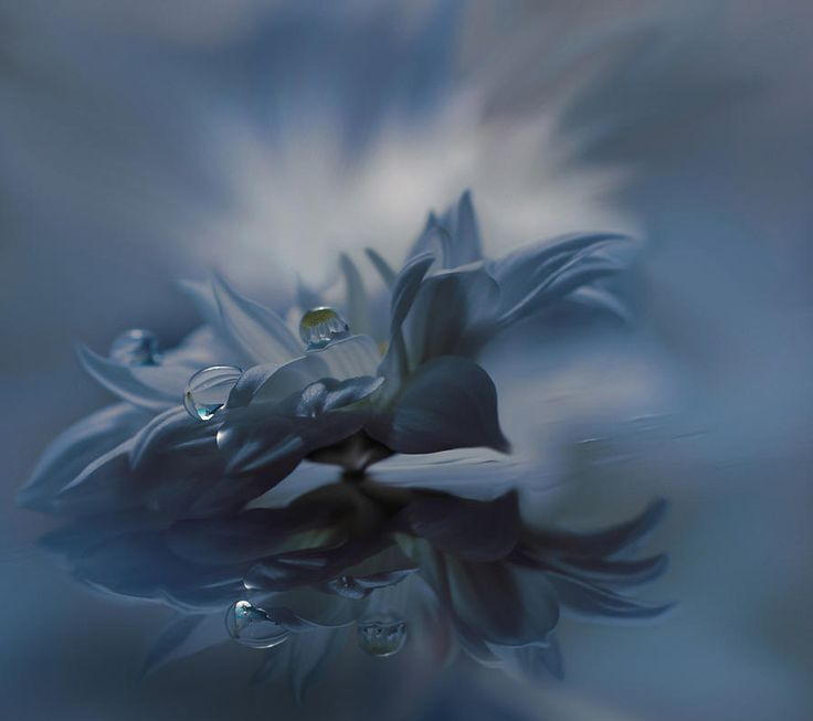 "Behind Closed Eyes...", Juliana Nan | Beautiful Flowers Photography ... throughout Floral Reverie - Blossom Adorned Portrait On Wrapped Canvas