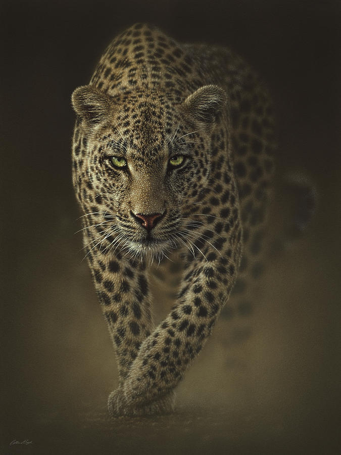 Leopard Prowling - Savage Painting By Collin Bogle - Fine Art America throughout Prowling Leopard Statue