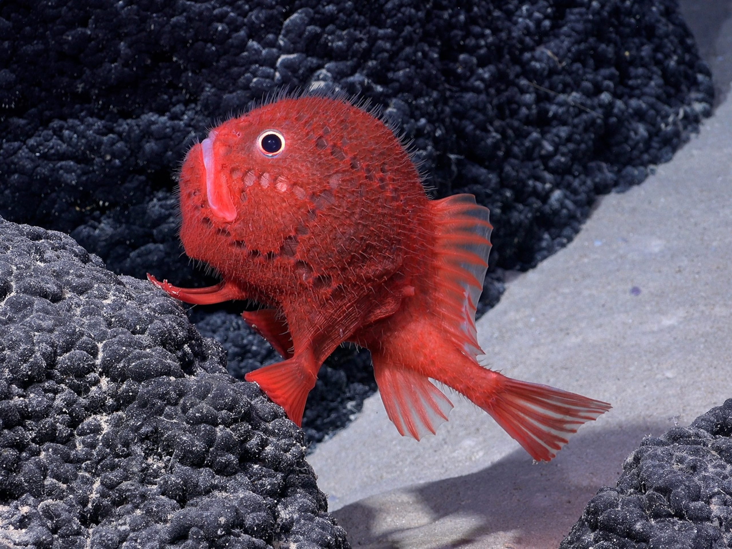 Watch A Live Feed From The Deepest Part Of The Ocean | National Geographic intended for Exploring the Ocean-Like Wavelike Patterns of the Popular Red Meeds Orange Artwork