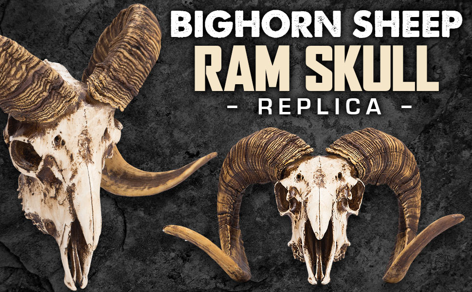 Amazon.com: K Exclusive Bighorn Sheep Ram Skull Replica - Life Sized ... for The Craftsmanship Behind Cold Cast Polyresin Bighorn Sheep Wall Sculptures