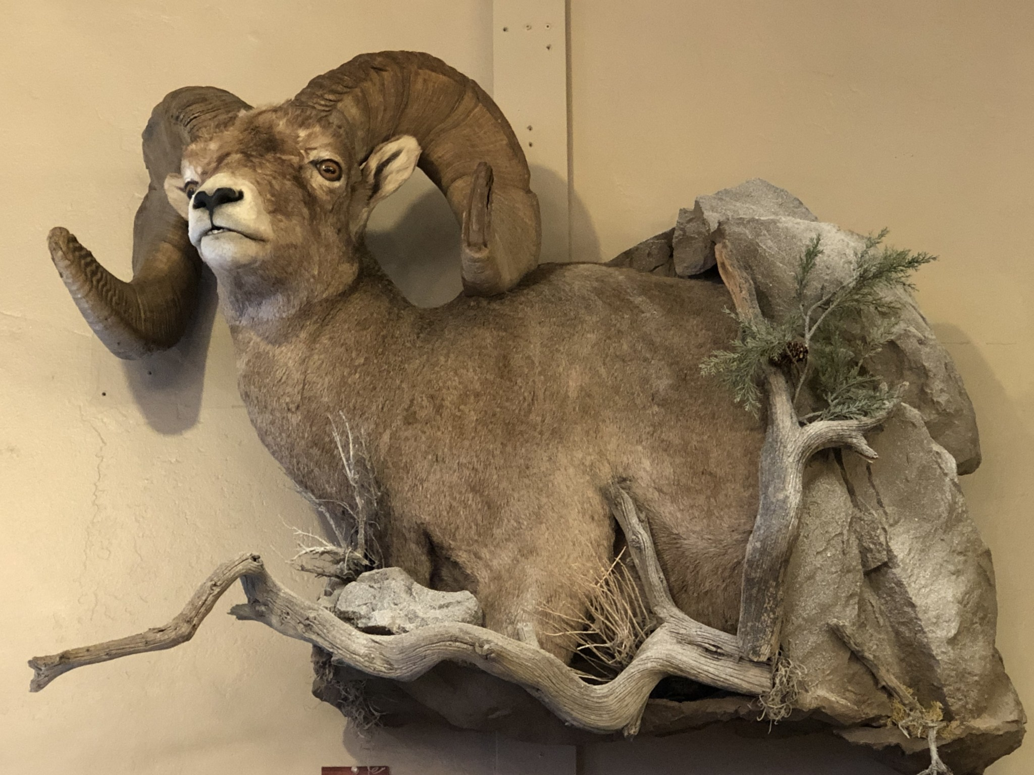 Barbary Sheep Mount intended for The Craftsmanship Behind Cold Cast Polyresin Bighorn Sheep Wall Sculptures