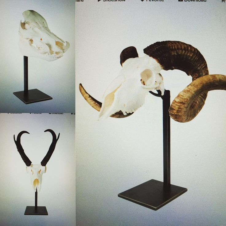 European Mounting Solutions For Animal Skulls And Horns regarding Exploring the Gentle Art of Mounting Handmade Animal Busts Safely