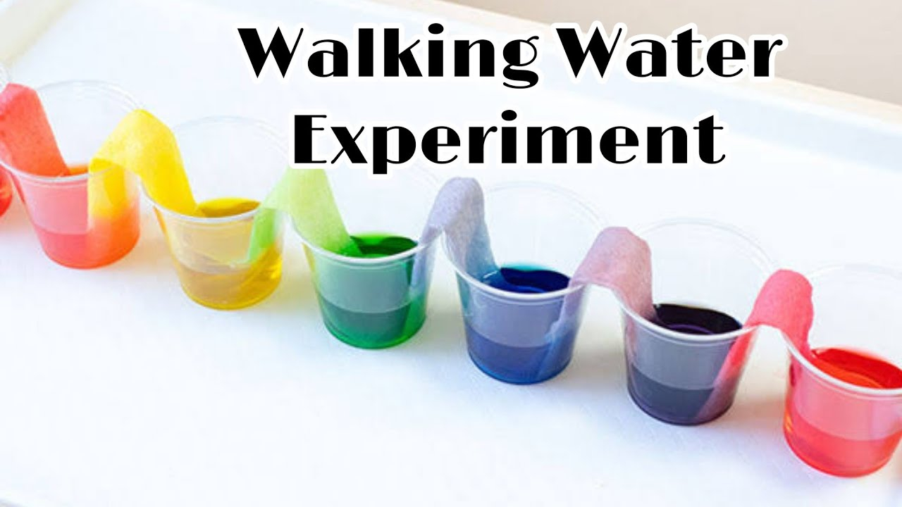 Science Experiment Walking Water #Scienceexperiment #Science # ... inside Exploring The Science And Wonder Behind Walking Water Experiments For Early Childhood Learning