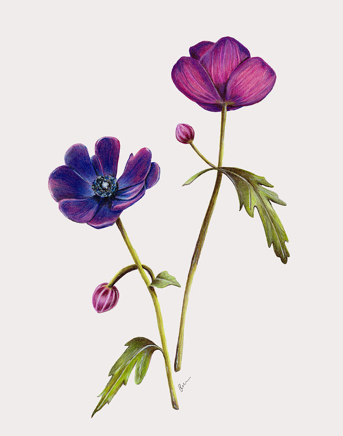 Anemone Drawing By Kristie Vargo | Fine Art America with Understanding the Techniques Used in Creating Blue Anemone Sketches