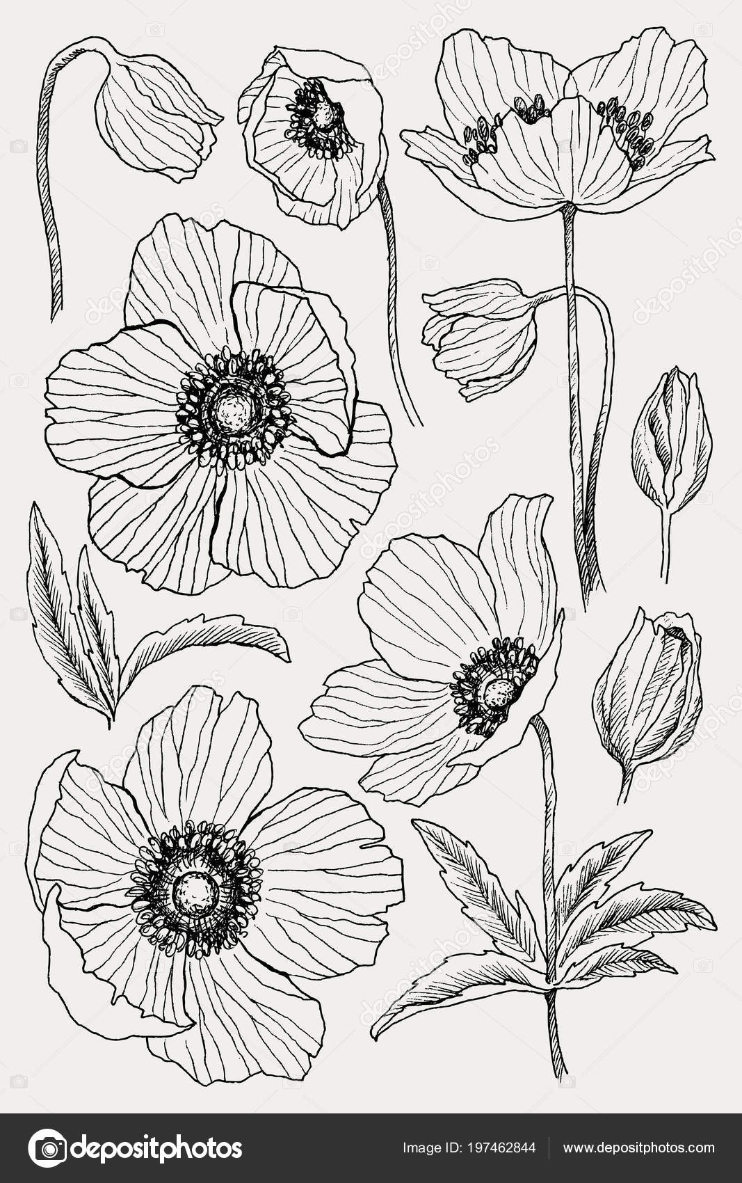 Anemone Flower Drawing throughout Beautiful Blue Anemone Sketch, Floral Disc Metal Artwork, 11"