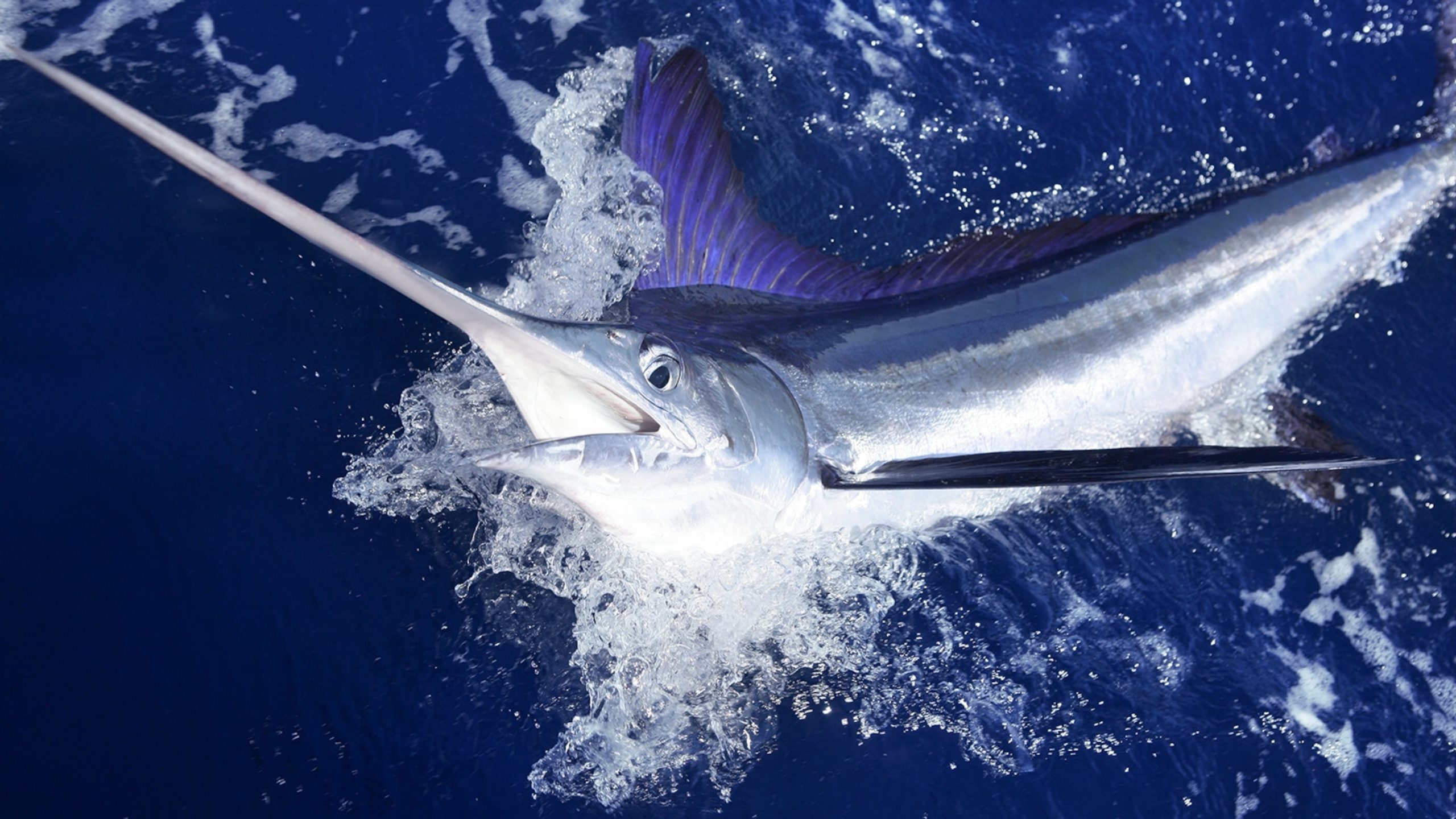 Unveiling the Majesty of Blue Marlin Fish A Deep Dive
