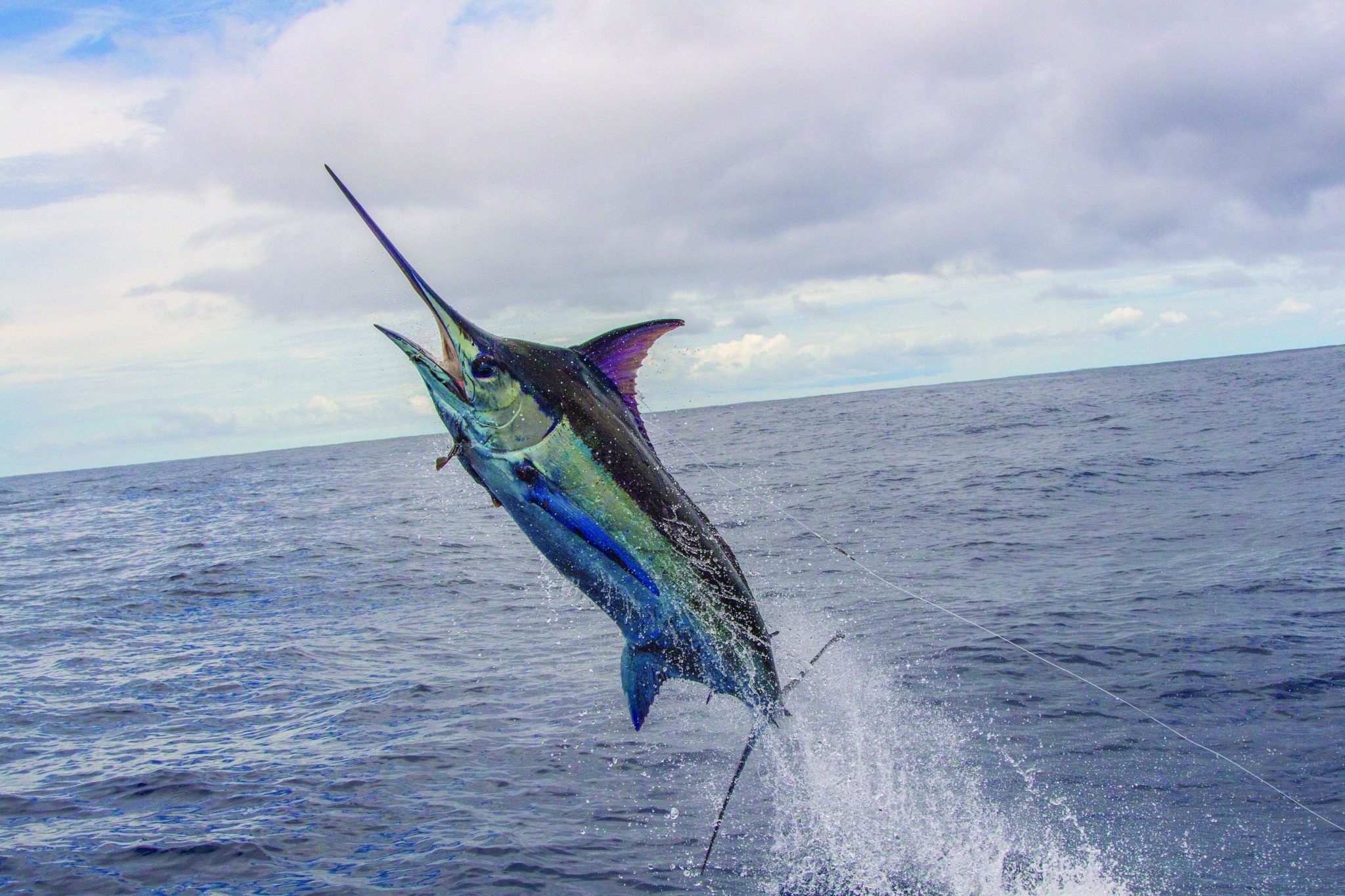 Best Blue Marlin Fishing Destinations | Sportquest Holidays with Blue Marlin Fish, Silver Leaf