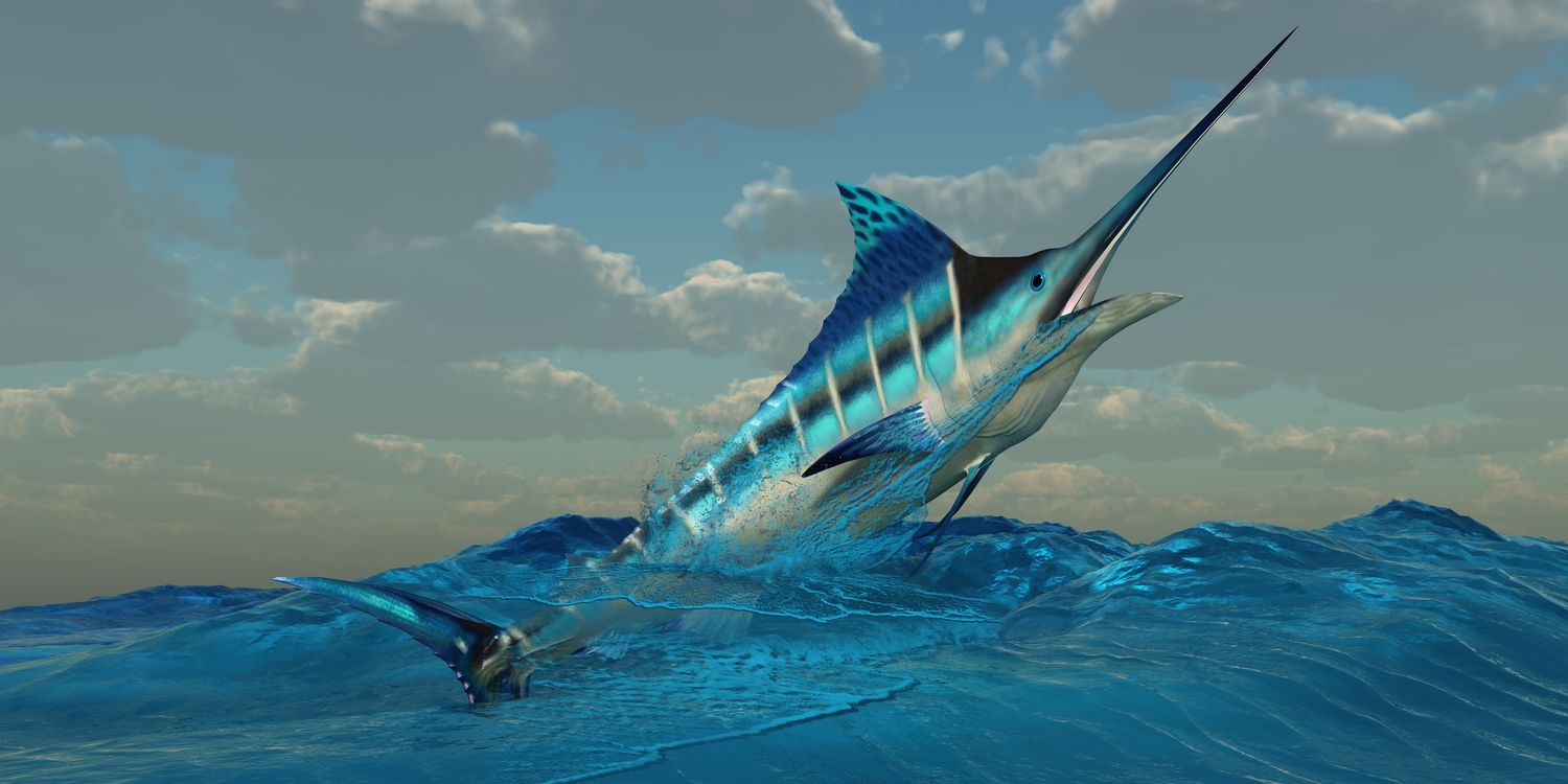 Blue Marlin Facts (Makaira Nigricans) for Unveiling the Majesty of Blue Marlin Fish A Deep Dive