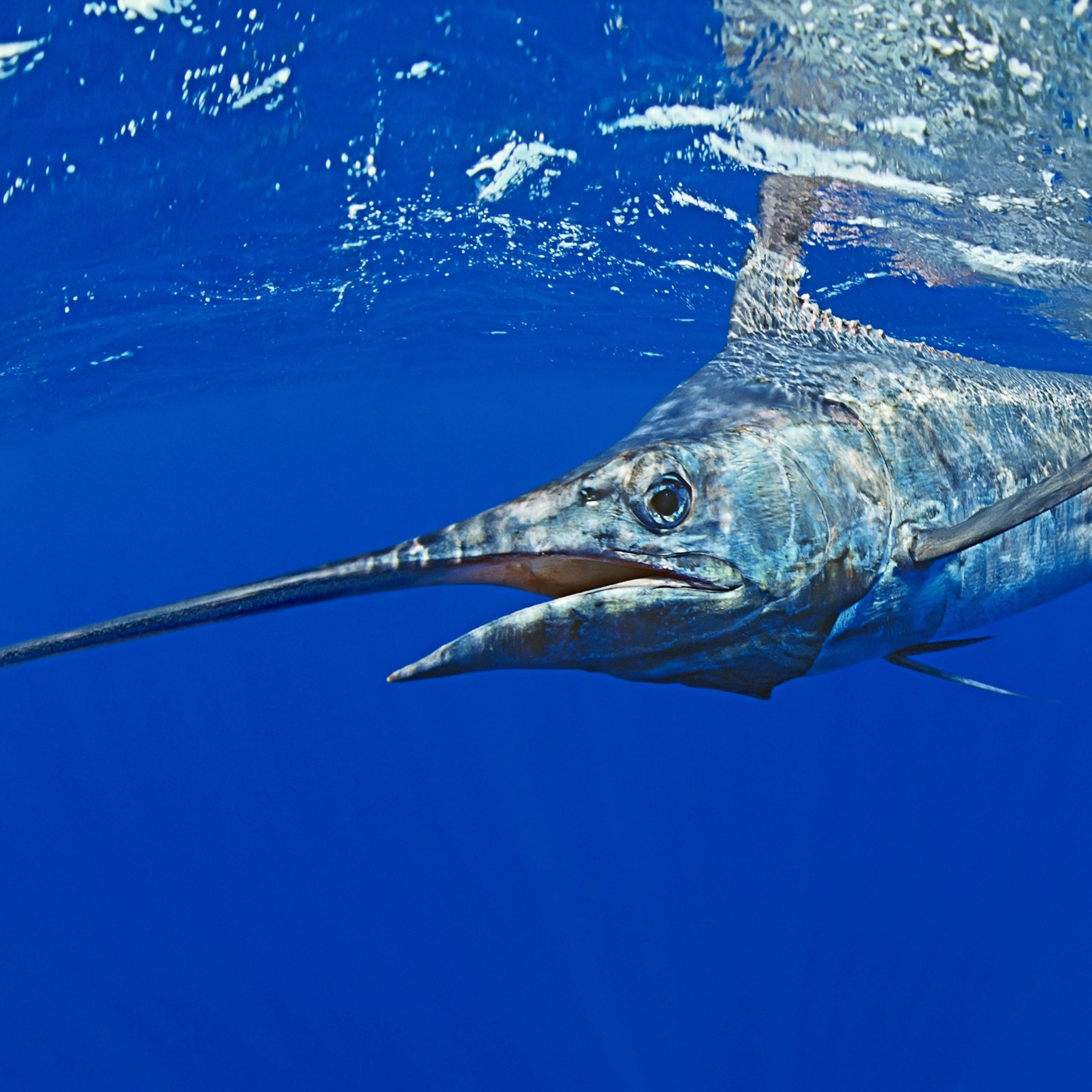 Blue Marlin Fish Benefits At Brooke Fitzroy Blog pertaining to Blue Marlin Fish, Silver Leaf