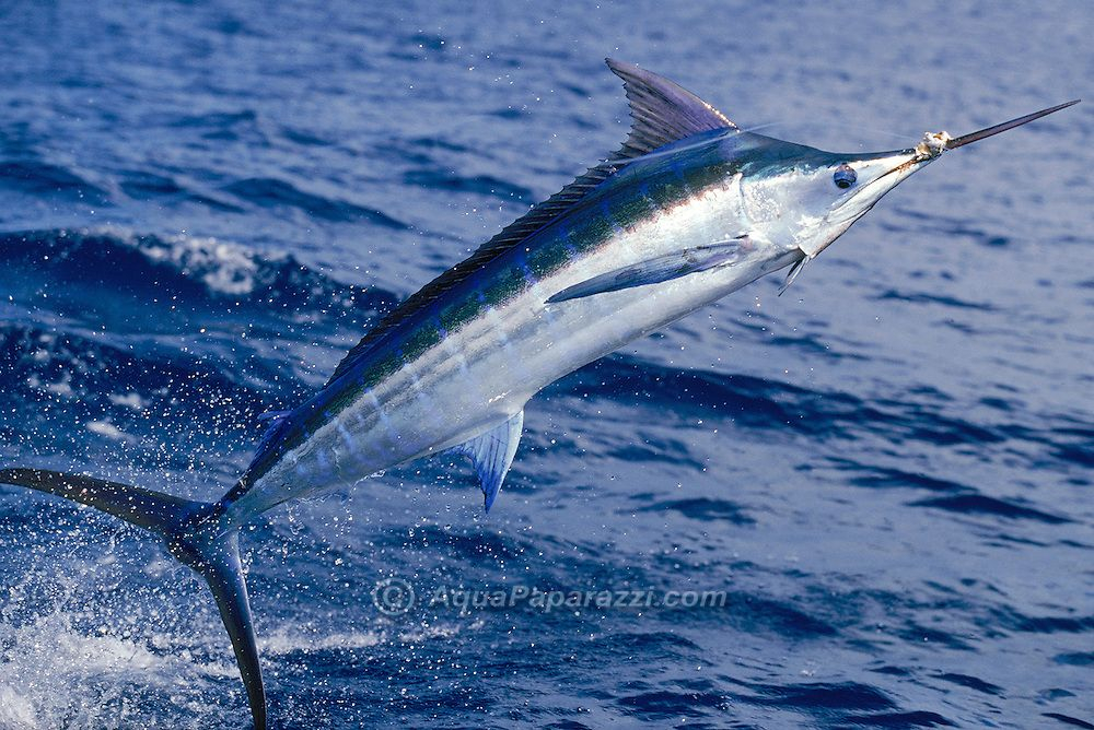 Blue Marlin in Unveiling the Majesty of Blue Marlin Fish A Deep Dive