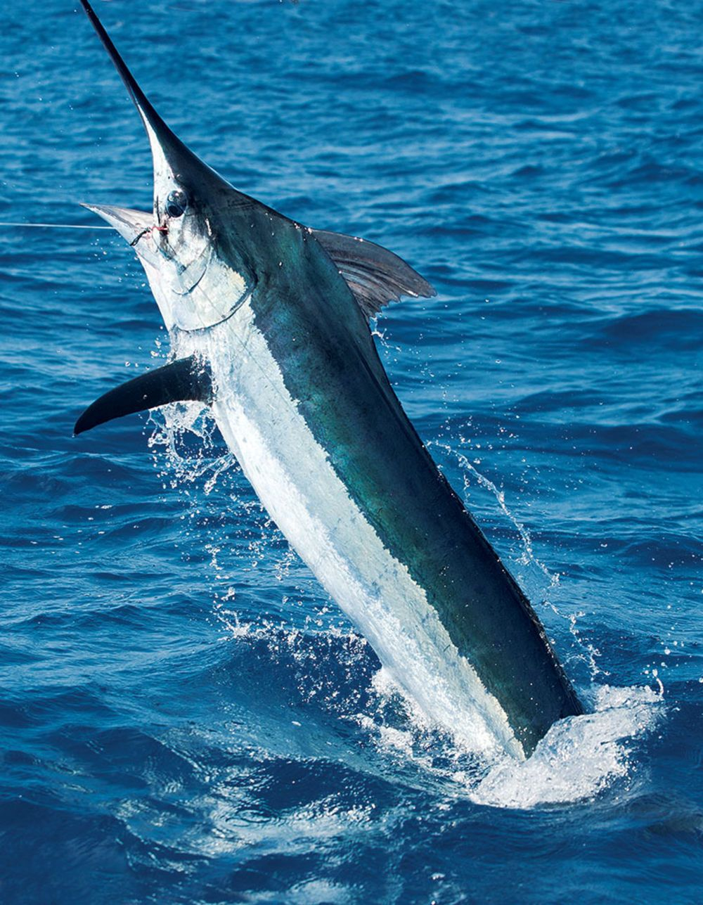 Blue Marlin pertaining to Unveiling the Majesty of Blue Marlin Fish A Deep Dive