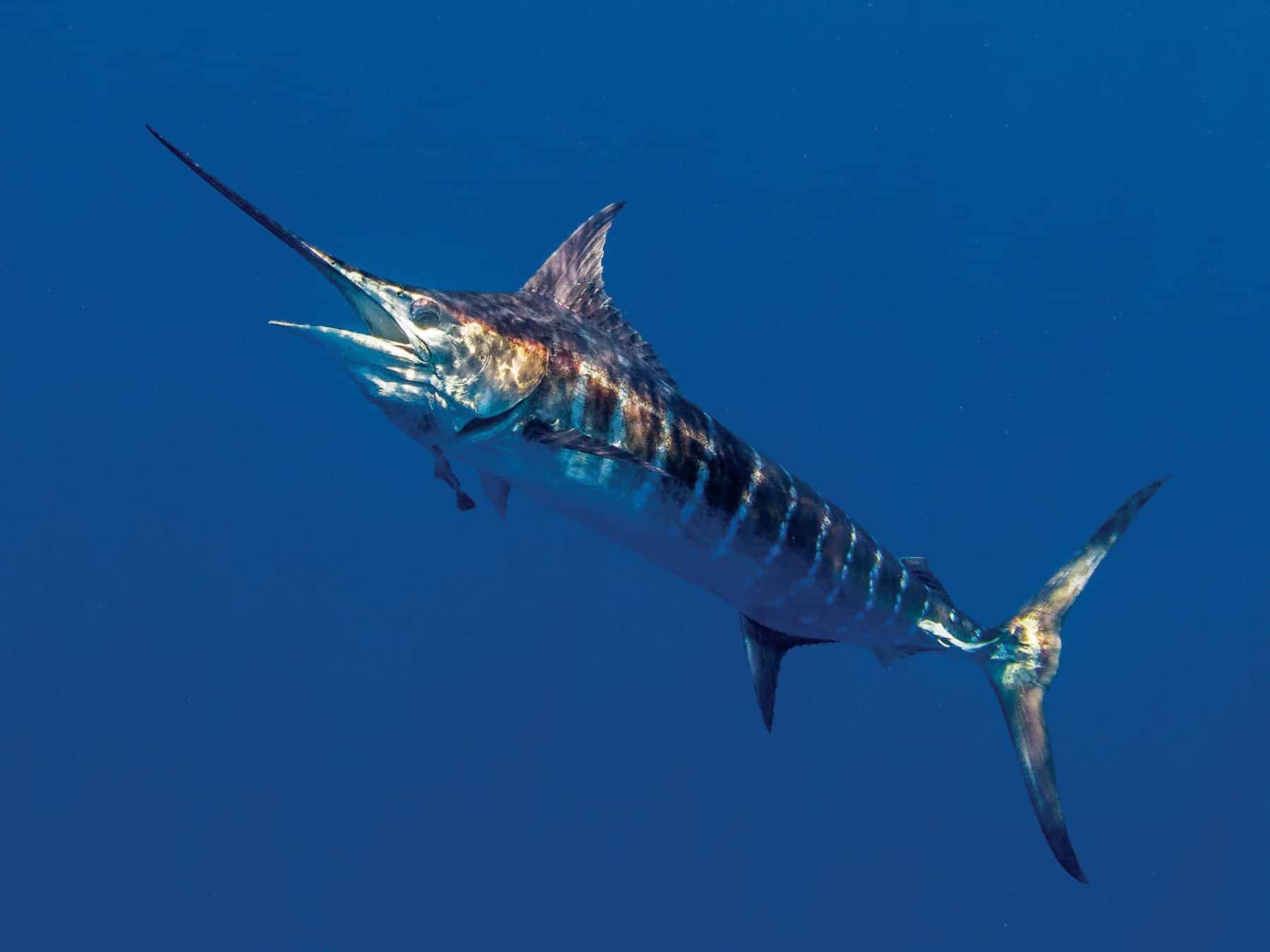 Blue Marlin pertaining to Unveiling the Majesty of Blue Marlin Fish A Deep Dive