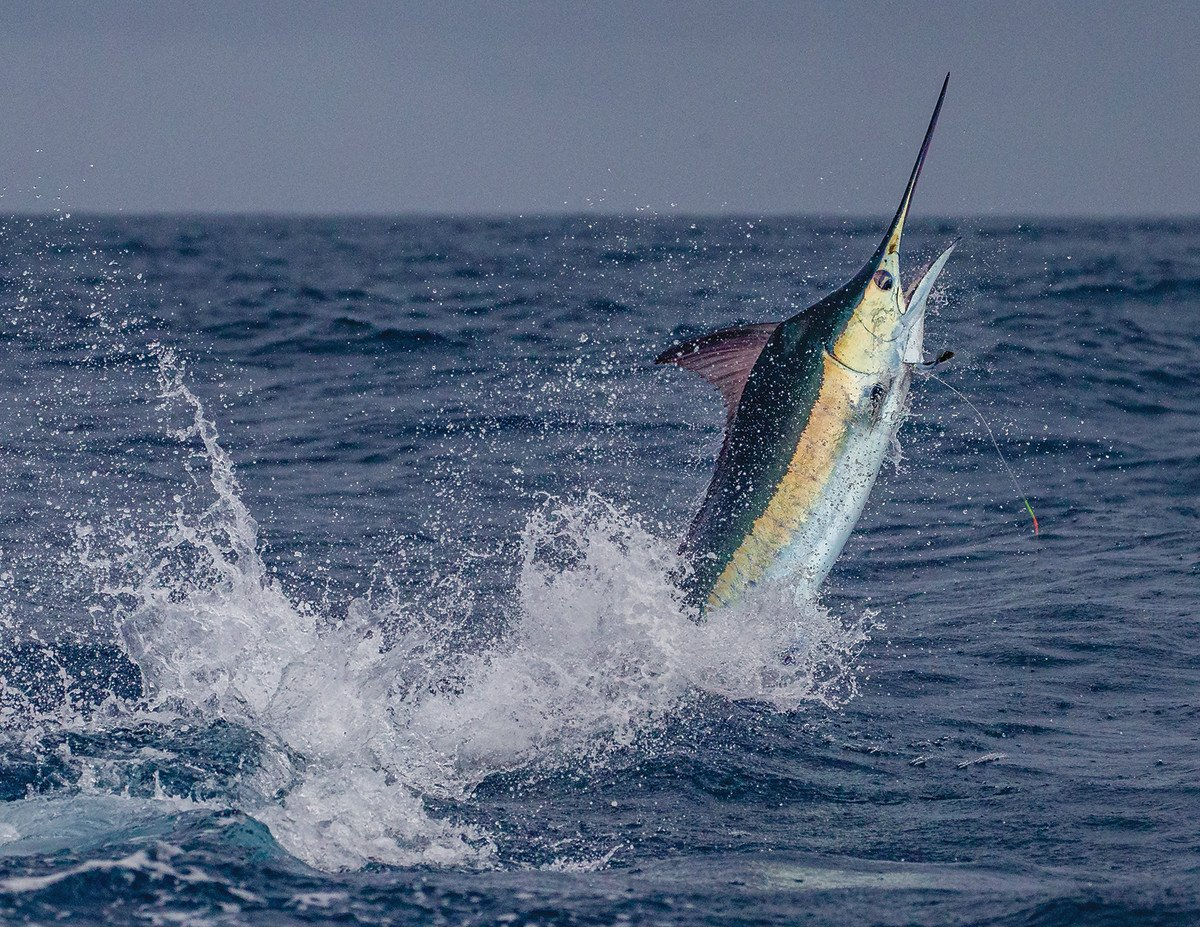 Charters — Dreadknot Sportfishing pertaining to Unveiling the Majesty of Blue Marlin Fish A Deep Dive