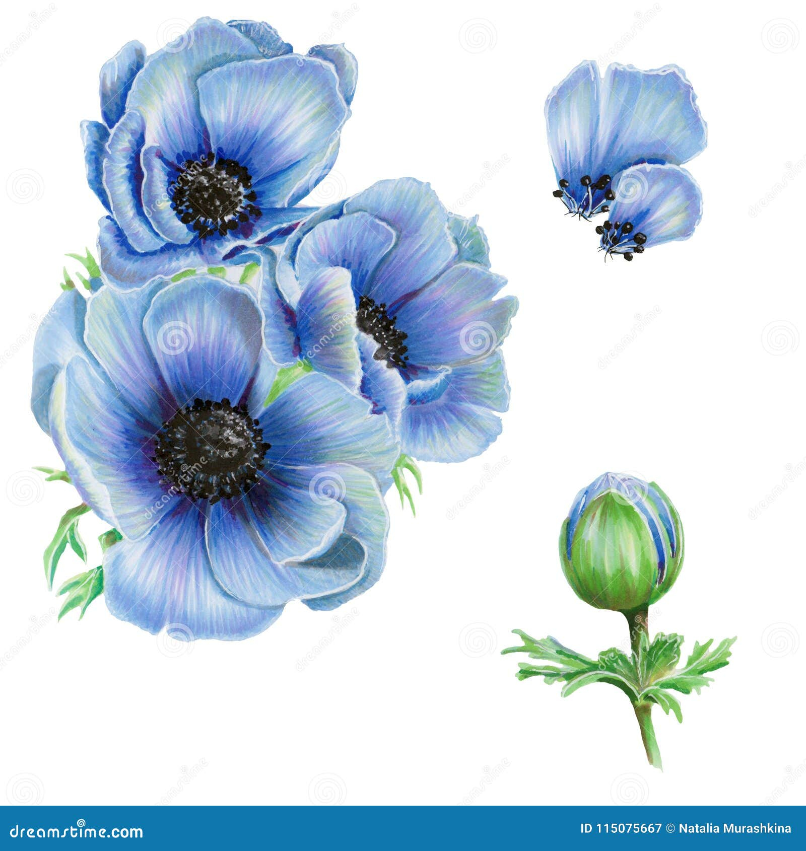 Illustration With Anemones Stock Illustration. Illustration Of Markers ... pertaining to Beautiful Blue Anemone Sketch, Floral Disc Metal Artwork, 11"