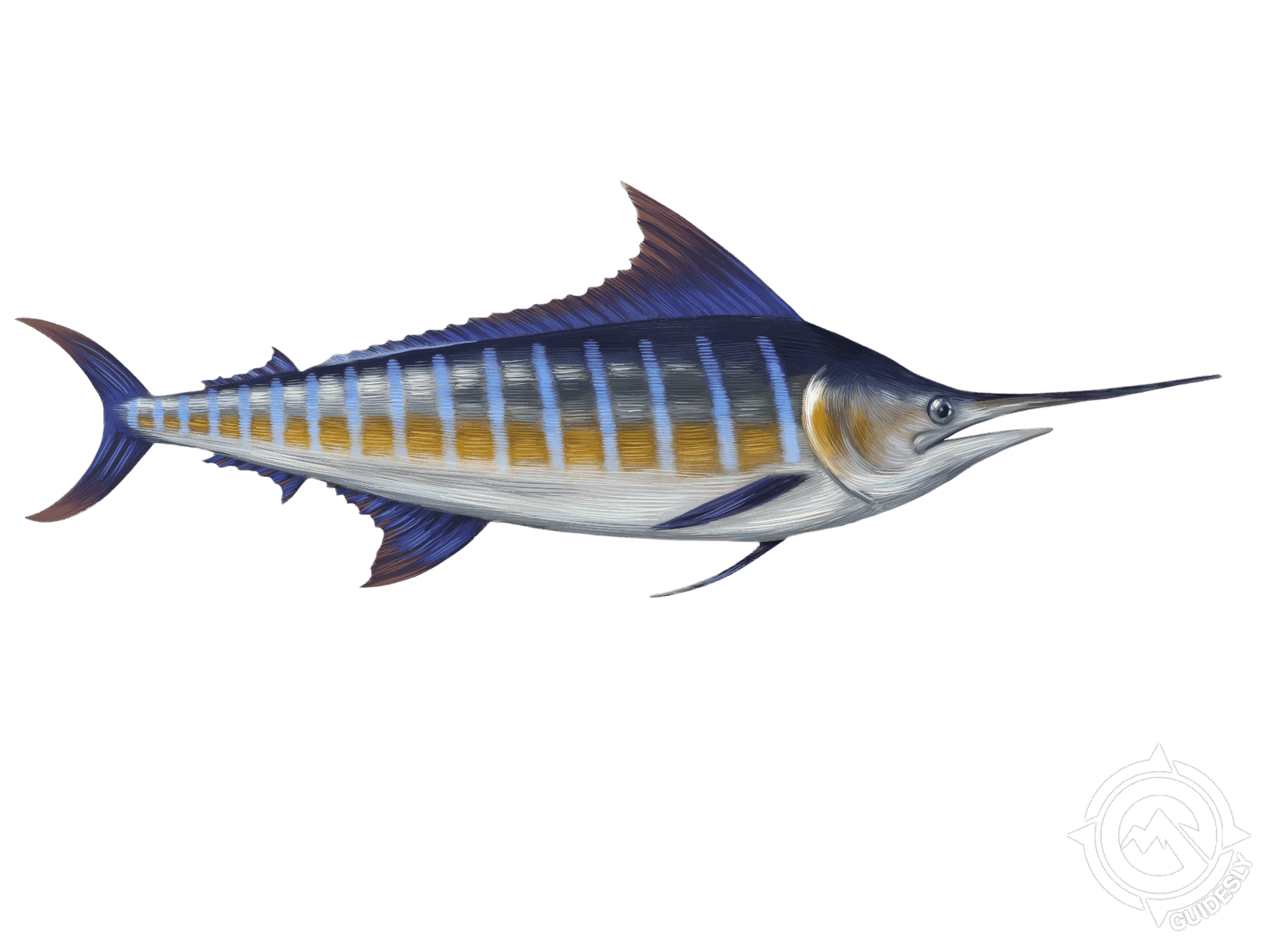 Learn About The Blue Marlin - Fishing with regard to Blue Marlin Fish, Silver Leaf