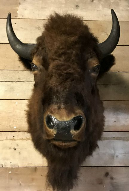 Stuffed Head Of American Bison. - Shouldermounts Stuffed Head. Hunting ... pertaining to The Symbolism and Significance of Buffalo Stuffed Trophy Heads