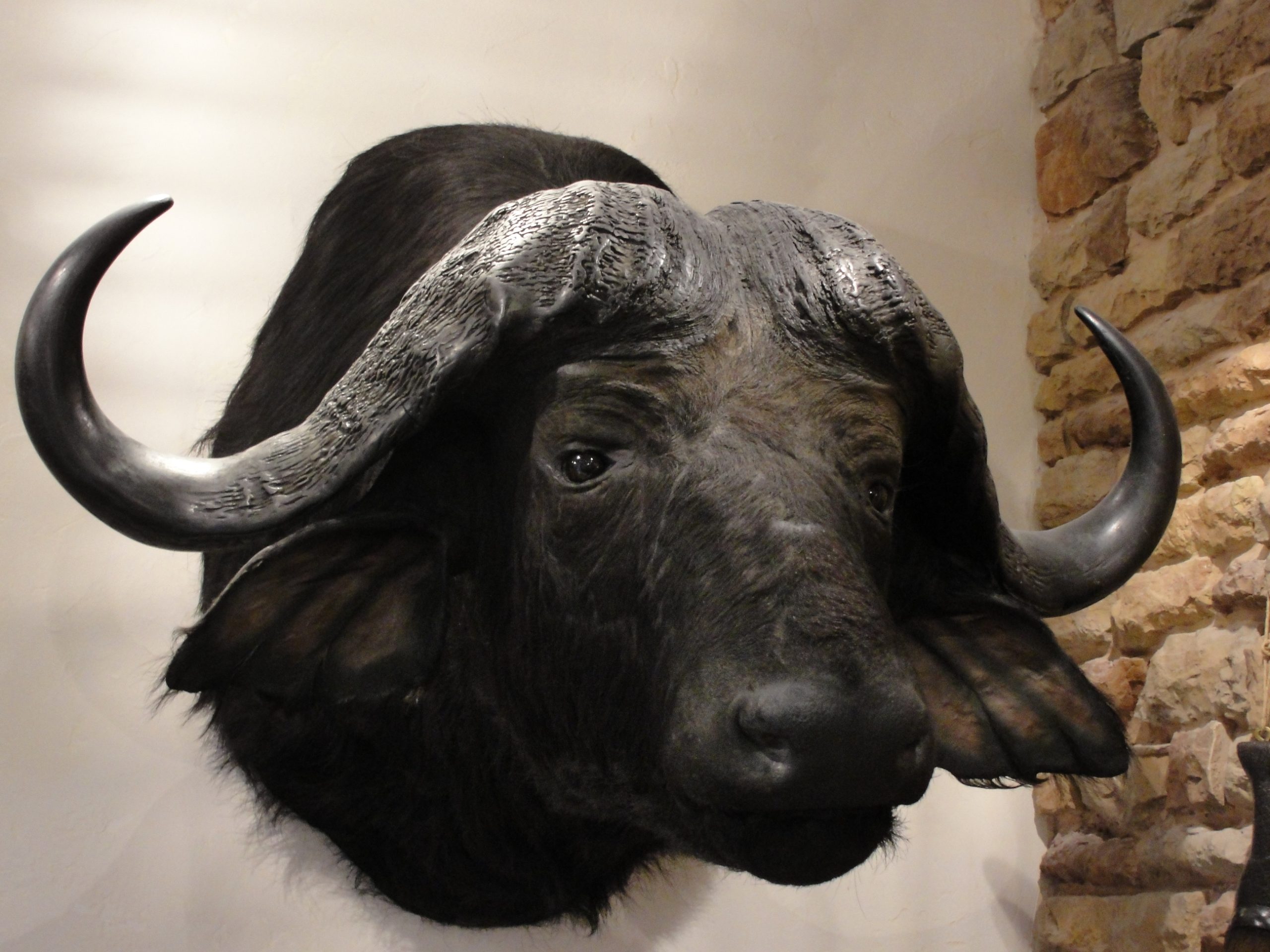 Taxidermy For Sale - Odditiesbizarre.com throughout The Symbolism and Significance of Buffalo Stuffed Trophy Heads