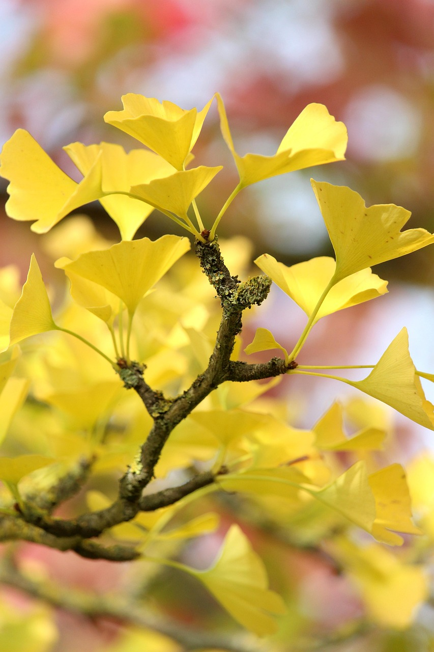 100,000+ Free 은행잎 일러스트 & Nature Images - Pixabay with regard to Ginko Leaf Decor Beyond the Basics Exploring Texture and Dimension