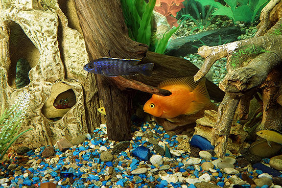 Beyond Decoration | Fish | Petbusiness.com in