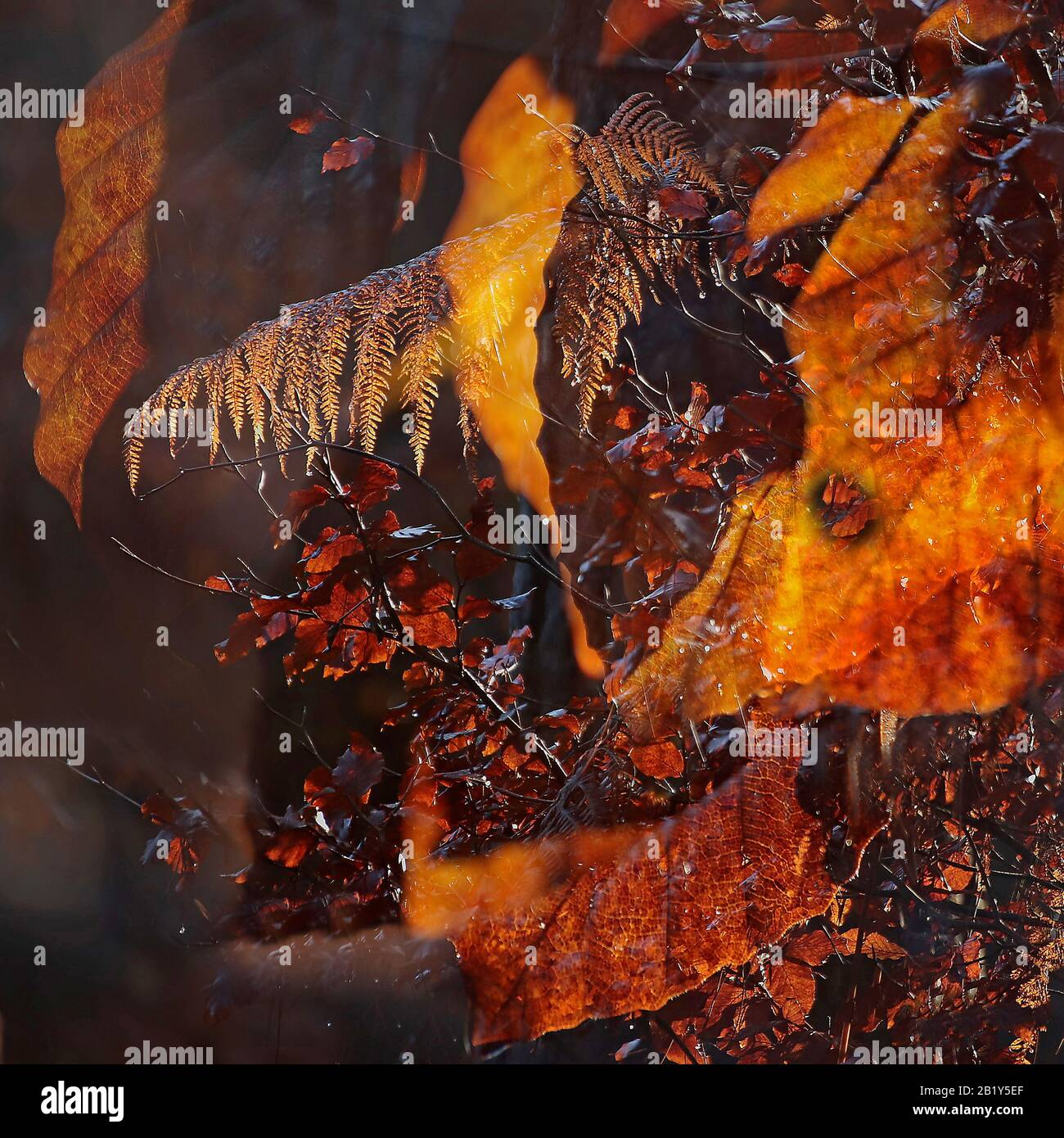 Understanding the Artistic Elements of Forest Photography